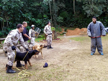Treinamento de cães - Foto de arquivo