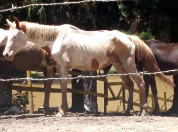 Encontrados 9 cavalos desnutridos - Foto: PMT