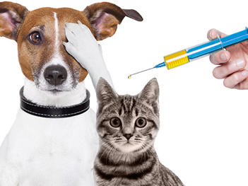 Vacinação de cães e gatos contra a raiva animal até o dia 30/11 em Teresópolis - Foto: divulgação